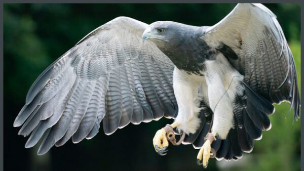 Shop Exclusive Family Experience with VIP Falconry Session in Dorset - Image 3