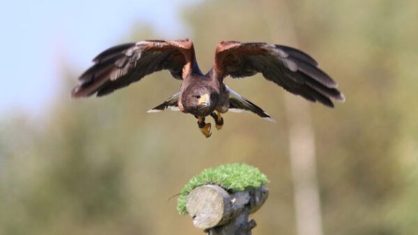 Shop Exclusive Family Experience with VIP Falconry Session in Dorset - Image 2