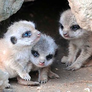 Shop the “Meet the Meerkats: Family of Four” Collectible Set