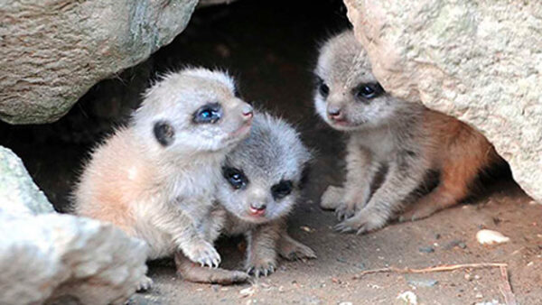 Shop the "Meet the Meerkats: Family of Four" Collectible Set - Image 2