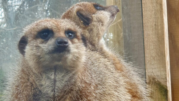 Shop the "Meet the Meerkats: Family of Four" Collectible Set - Image 3