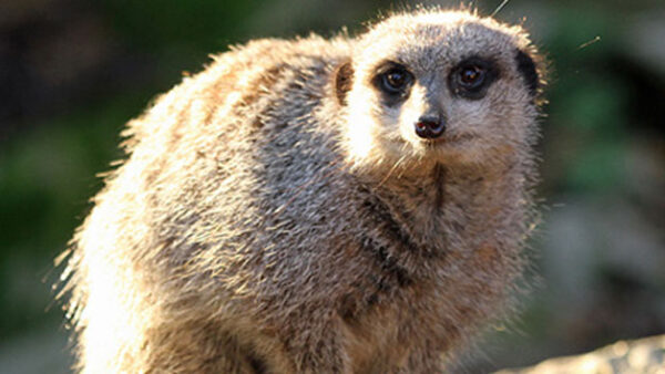 Shop the Exclusive Meerkat Encounter Experience for Two