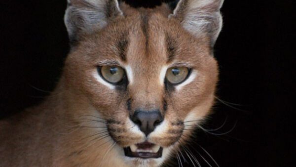 Shop Exclusive Weekday Big Cat Encounter Experience at The Big Cat Sanctuary