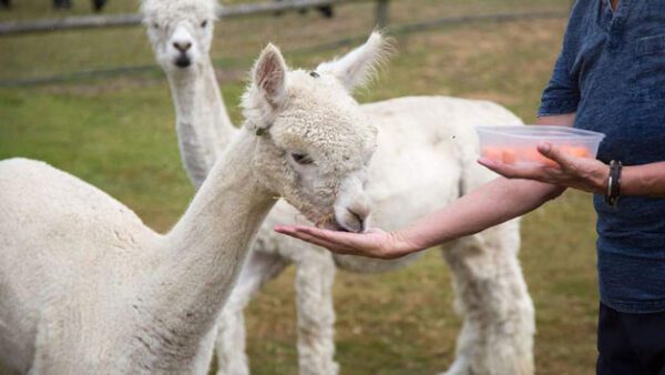 Shop the "Family Adventure Package at Alpaca Annie" in Kent