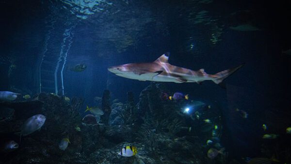Shop the Exclusive Skegness Aquarium Shark Diving Experience for Individuals - Image 5