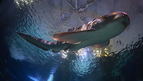 Shop the Exclusive Skegness Aquarium Shark Diving Experience for Individuals - Image 3
