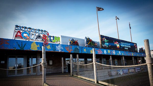 Shop the Exclusive Skegness Aquarium Shark Diving Experience for Individuals - Image 7