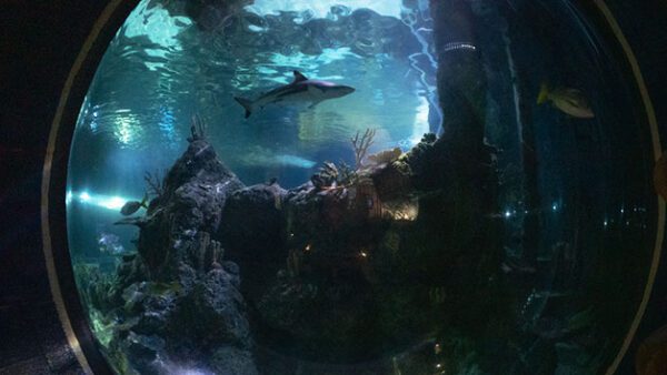 Shop the Exclusive Skegness Aquarium Shark Diving Experience for Individuals - Image 6