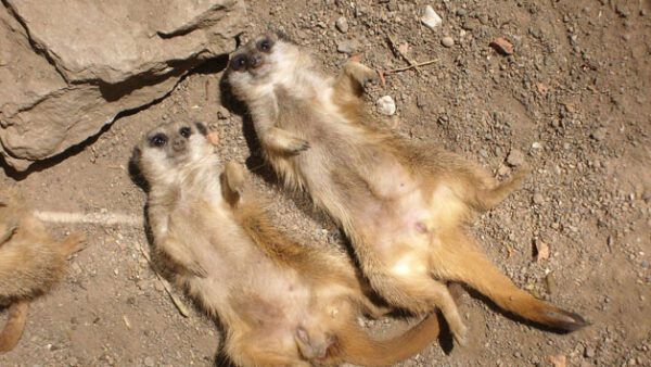 Shop the Exclusive Meerkat Feeding Experience for Two at Kirkleatham Owl Centre - Image 2
