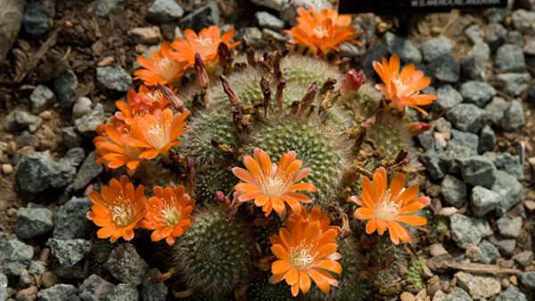 Shop: Exclusive Family Admission Package for Four to Kew Gardens and Palace - Two Adults and Two Children Access Included - Image 4