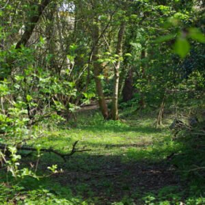 Shop the Exclusive Four-Hour Shinrin-Yoku Forest Bathing Experience in Largs for Individuals