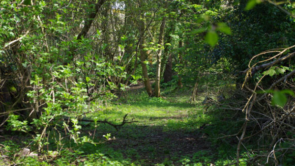 Shop the Exclusive Four-Hour Shinrin-Yoku Forest Bathing Experience in Largs for Individuals - Image 2