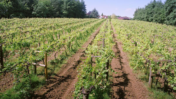 Shop the Exquisite Chiltern Valley Winery and Brewery Tour and Tasting Experience for Two - Image 3