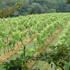 Shop the Exclusive Organic Deluxe Vineyard Tour and Tasting Experience for Two in Sedlescombe, East Sussex