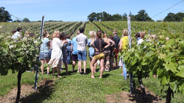 Shop the Exclusive Wine Tasting and Vineyard Tour Experience for Two at English Oak Vineyard - Image 3