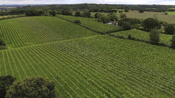 Shop the Exclusive Wine Tasting and Vineyard Tour Experience for Two at English Oak Vineyard - Image 2