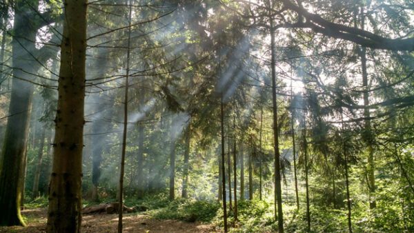 Shop the Dual Mindfulness and Nature Meditation Experience for Couples - Image 4