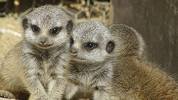 Shop the Exclusive Meerkat Encounter Experience for Two in Oxfordshire