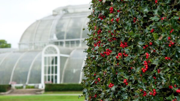 Shop for Tickets: Kew Gardens and Palace Admission for Two Adults - Image 8