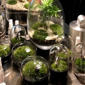 Shop the Exclusive Two-Hour Advanced Terrarium Workshop Experience at Botanical Boys for Individuals