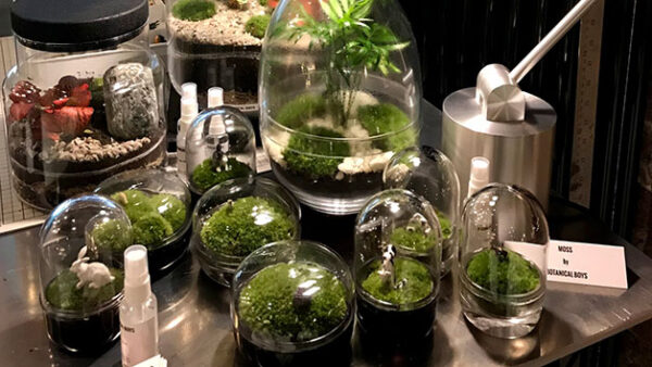 Shop the Exclusive Two-Hour Advanced Terrarium Workshop Experience at Botanical Boys for Individuals