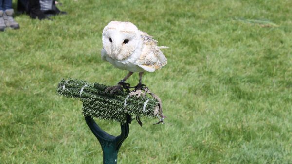 Shop the Exhilarating Falconry Experience for Two: Encounter Birds of Prey