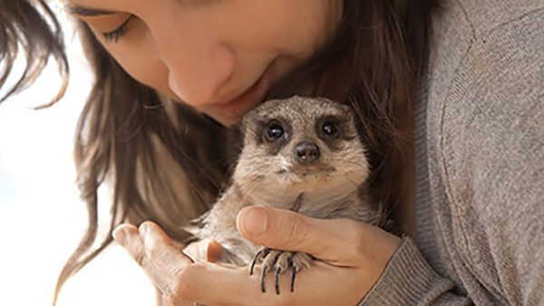Shop the Exclusive Lincolnshire Meerkat Encounter Experience for Two - Image 3