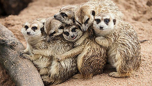 Shop the Exclusive Lincolnshire Meerkat Encounter Experience for Two