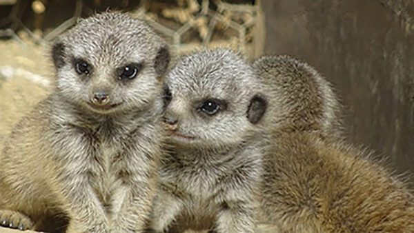 Shop the Exclusive Lincolnshire Meerkat Encounter Experience for Two - Image 2