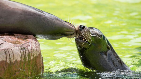 Shop the Exclusive Welsh Mountain Zoo Entry and California Sea Lion Experience Package for Two - Image 2