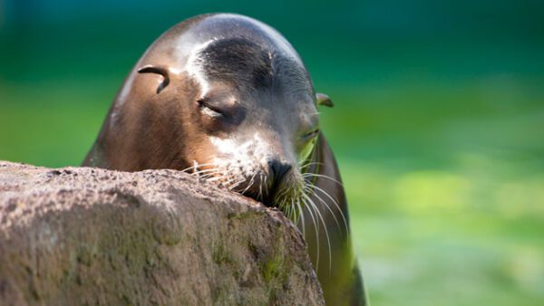 Shop the Exclusive Welsh Mountain Zoo Entry and California Sea Lion Experience Package for Two
