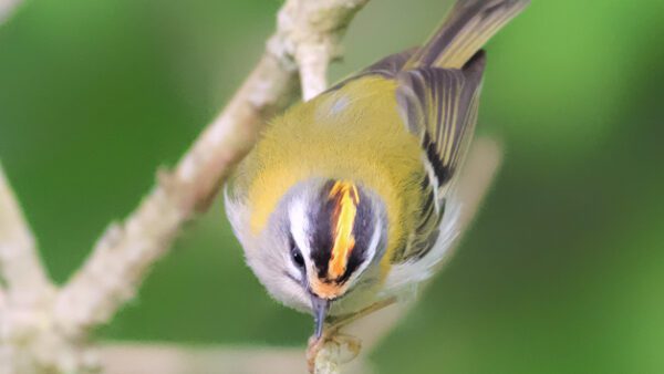 Shop the Exclusive Bird Whisperer Private Wildlife Walk Experience for Two - Image 5