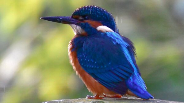 Shop the Exclusive Bird Whisperer Private Wildlife Walk Experience for Two - Image 3