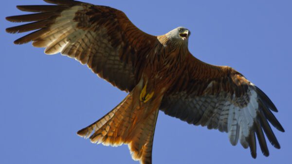 Shop the Exclusive Bird Whisperer Private Wildlife Walk Experience for Two - Image 4