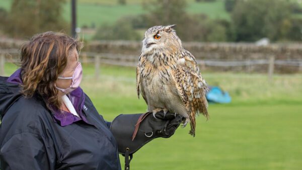 Shop the Exclusive Birds of Prey Encounter Experience at SMJ Falconry for Individuals - Image 5