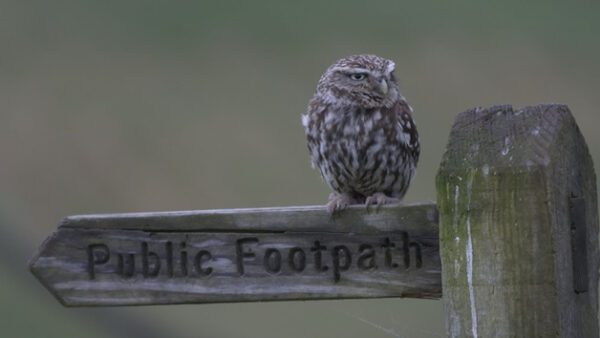Shop the Exclusive Birds of Prey Encounter Experience at SMJ Falconry for Individuals - Image 7