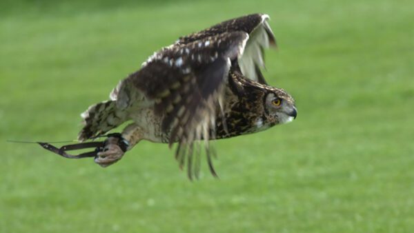 Shop the Exclusive Birds of Prey Encounter Experience at SMJ Falconry for Individuals