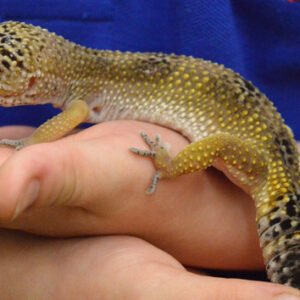 Shop the Exclusive Reptile Close Encounter Experience for Two at Drusillas Park Zoo