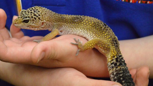 Shop the Exclusive Reptile Close Encounter Experience for Two at Drusillas Park Zoo - Image 2