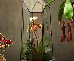 Shop the Exclusive Tropical Terrarium Workshop with Tool Making Masterclass for Couples in East London