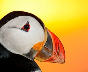 Shop Our Exclusive One-Day Puffin Watching Excursion