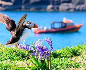 Shop Our Exclusive One-Day Puffin Watching Excursion