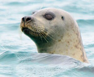 Shop the Seal Watching Experience for Couples in Oban, Scotland