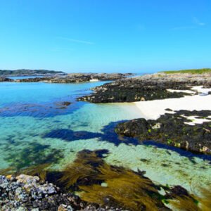 Shop the Exclusive Oban, Scotland Seals Swimming Experience for Two