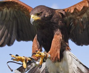 Shop the Exclusive Falconry Experience Taster Session in Warwickshire