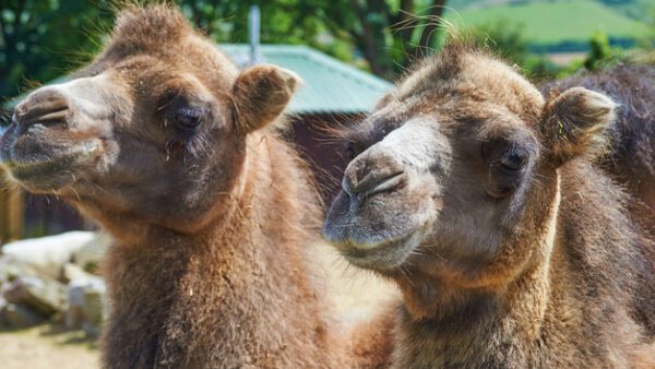 Shop for an Exclusive Camel Close Encounter Experience for One at Drusillas Park Zoo - Image 3