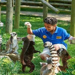 Shop the Exclusive Lemur Close Encounter Experience for One at Drusillas Park Zoo