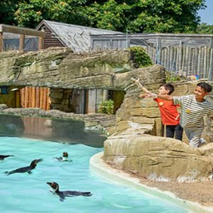 Shop the Exclusive Penguin Close Encounter Experience for Two at Drusillas Park Zoo